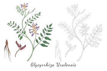 Sketches of Glycyrrhiza Uralensis or Gancao Herb
