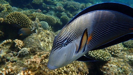 Sohal surgeonfish or sohal tang or arabian surgeonfish (Acanthurus sohal) undersea, Red Sea, Egypt, Sharm El Sheikh, Nabq Bay