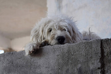 Perro blanco acostado viendo a la cámara 