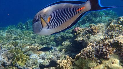 Sohal surgeonfish or sohal tang or arabian surgeonfish (Acanthurus sohal) undersea, Red Sea, Egypt, Sharm El Sheikh, Nabq Bay