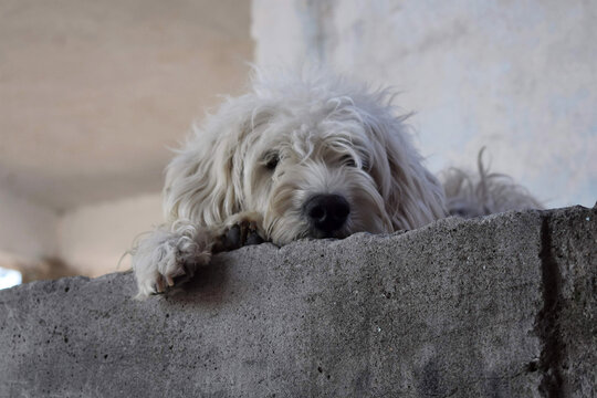 Perro blanco acostado viendo a la c&aacute;mara 
