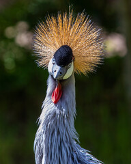 Grey Crowned Crane