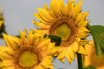blooming sunflowers on a background  blue sky