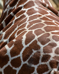 Giraffe Markings