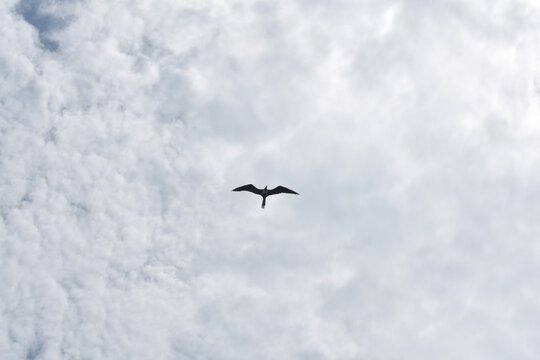 Ave volando en un cielo nublado 