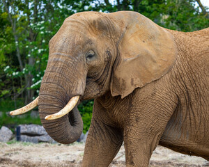 Naklejka premium Elephant