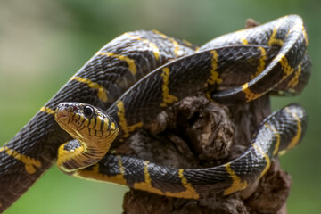 The gold-ringed cat snake coiled around a tree and ready to attack