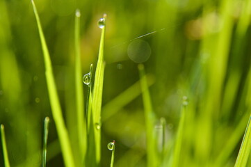 Kropla wody na trawie