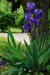 Irys  (Iris L.),  Kosaciec– rodzaj roślin należący do rodziny kosaćcowatych. Występują w...