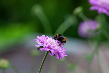 Hummel