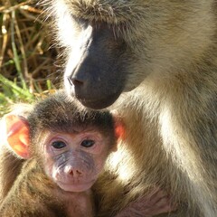 portrait of baboon