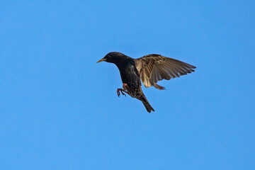The starling flies up to its nest. Common or European starling (Sturnus vulgaris).