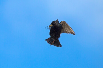The starling flies up to its nest. Common or European starling (Sturnus vulgaris).