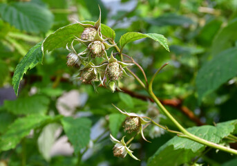 A branch of a blooming raspberry bush on a blurry green background. Raspberry flowers close-up.
