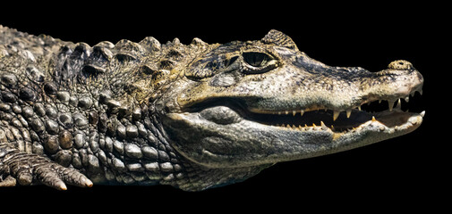 Crocodile isolated on black background. With clipping path