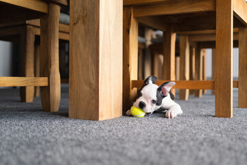 Tiny Boston Terrier puppy holds a miniature tennis ball toy in her mouth whilst she squeezes under the bottom of a wooden chair frame.