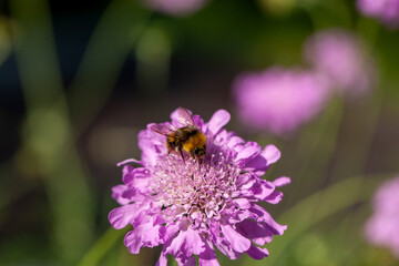 Hummel