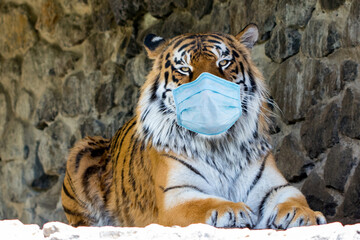tiger in protective mask against a stone wall