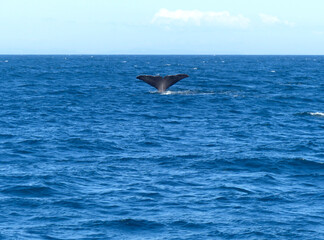 Fototapeta premium Tail of a diving sperm whale, Denmark strait, Atlantic Ocean, whale watching in Iceland. 