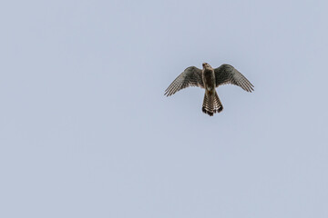 Falcon