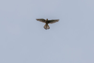 Falcon