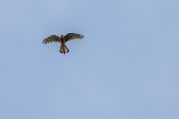Falcon