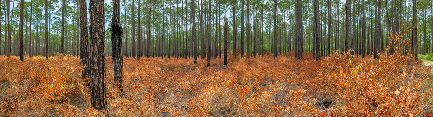 Pine Forest with Controlled Burn, Southern Georgia