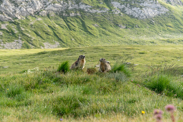 marmot couple in the swiss alps