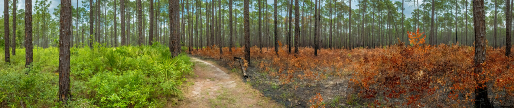Pine Forest with Controlled Burn on One Side, Southern Georgia