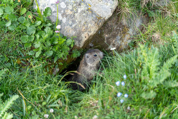 closeup of a baby marmot in the swiss alps