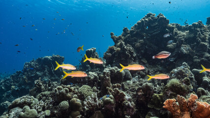 Fototapeta na wymiar Seascape with fish, coral and sponge in coral reef of Caribbean Sea, Curacao