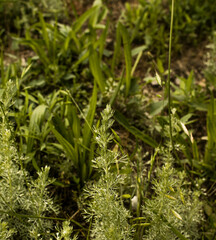 Leaves of wormwood tauricum on a dark background, beautiful green wormwood for the background. A...