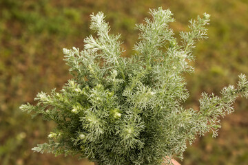 Leaves of wormwood tauricum on a dark background, beautiful green wormwood for the background. A...