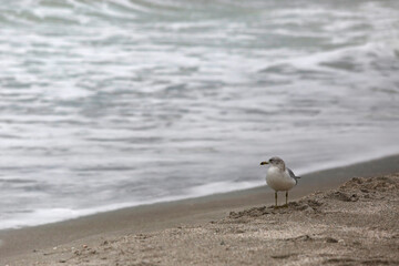 Seagull Stares Out to Sea on Longboat Key