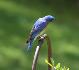 Bluebird on post
