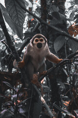 white tailed macaque