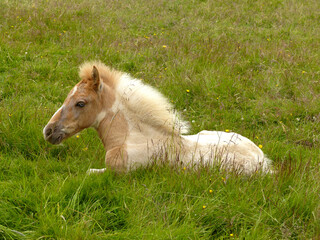 Icelandic horse foal with beautiful blue eyes, laying in the green meadow.