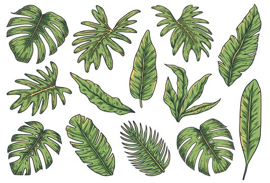 Tropical plant. Summer hawaii leafs set. Exotic nature palm or floral tropic design