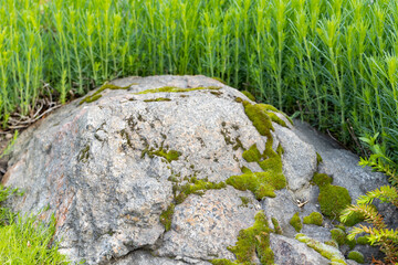 Moss on granite stone close-up. Green moss on a stone against a background of green grass. Concept of adapting to circumstances. Copy space