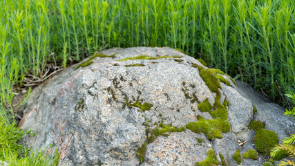 Moss on granite stone close-up. Green moss on a stone against a background of green grass. Concept of adapting to circumstances. Copy space
