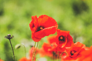 Poppy flower on the green field