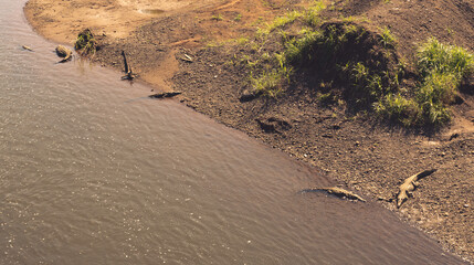 Crocodiles from Above