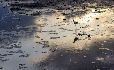 pájaros al atardecer en los humedales de las salinas , Roquetas de Mar , Almeria 