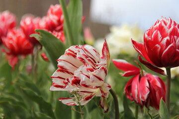 a beautiful special white parrot tulip with red stripes closeup in the flower garden in holland in...