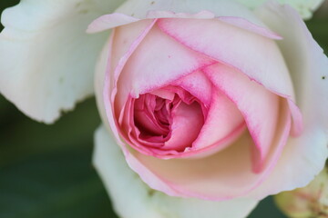 white and pink rose closeup