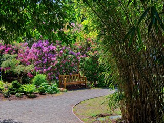 Bench along the walkway in the park with blooming rhododendrons