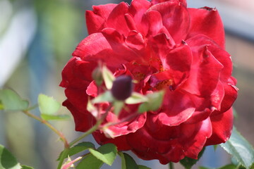 red rose flower