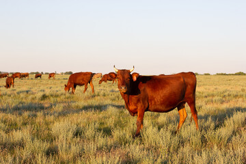 Happy single cow on a meadow during sunset in summer