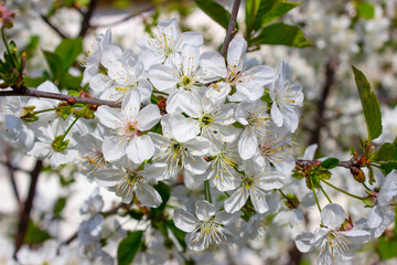 Cherry tree in abundant bloom. Many small white flowers on branches with green leaves. Spring. The awakening of nature. White flower background.