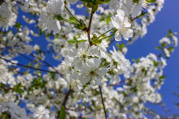 Fototapeta premium Cherry tree in abundant bloom. Many small white flowers on branches with green leaves. Spring. The awakening of nature. White flower background.